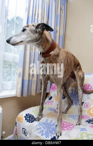 ältere Lurcher cross Hund Blick aus Fenster Stockfoto