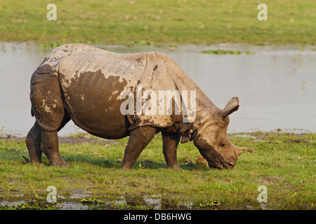 Einem gehörnten Nashorn füttern Dschungel Weiher, Kaziranga Nationalpark, Indien. Stockfoto