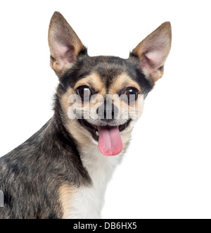 Nahaufnahme von Chihuahua Zunge heraus vor weißem Hintergrund Stockfoto