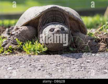 Weibliche Schnappschildkröte Road. Große Schildkröte Eiablage an der Seite einer Straße. Ottawa, Ontario, Kanada Stockfoto