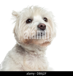 Nahaufnahme des West Highland White Terrier vor weißem Hintergrund Stockfoto