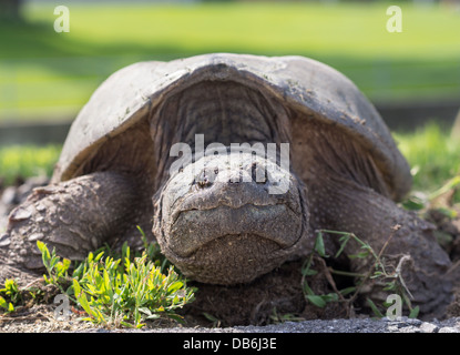 Weibliche Schnappschildkröte Nahaufnahme. Große Schildkröte Eiablage an der Seite einer Straße.  Ottawa, Ontario, Kanada Stockfoto