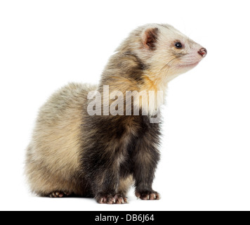 Ferret, Mustela Putorius Furo, wegschauen vor weißem Hintergrund Stockfoto