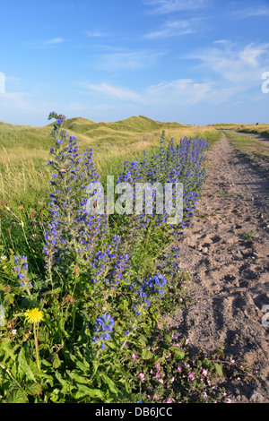 VIPER-BUGLOSS Echium Vulgare (Boraginaceae) an Qualitätsorientierung Nature Reserve South Wales Stockfoto