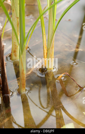 Südlichen Hawker Libelle Larven Klettern Segge und entstehende Teich in Erwachsenen ändern Stockfoto