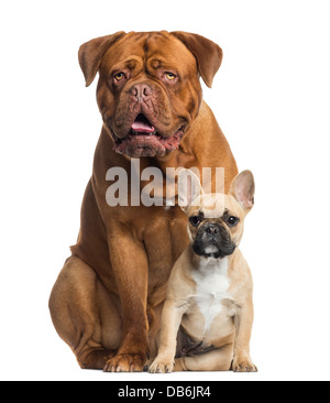Dogge de Bordeaux keuchend und französische Bulldogge Welpen sitzen vor weißem Hintergrund Stockfoto