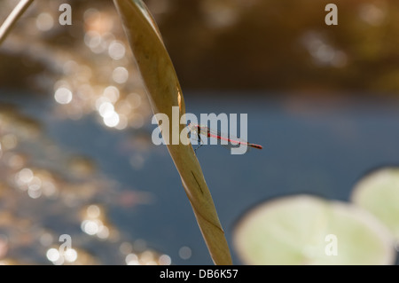 Erwachsenen große Red Damselfly (Pyrrhosoma Nymphula) am Gartenteich Pflanze Stockfoto