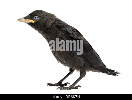 Western Dohle, Corvus Monedula, 20 Tage alt vor weißem Hintergrund Stockfoto