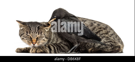 Western Dohle, Corvus Monedula, picken Katze vor weißem Hintergrund Stockfoto