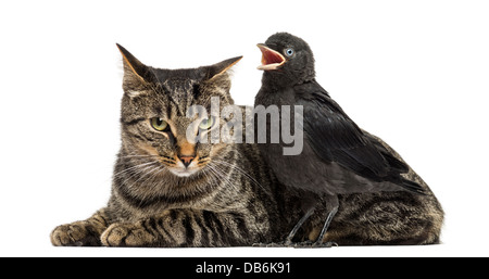 Western Dohle, Corvus Monedula, ruft neben Katze vor weißem Hintergrund Stockfoto