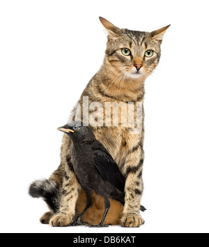 Western Dohle, Corvus Monedula und Katze schauen in verschiedene Richtungen vor weißem Hintergrund Stockfoto