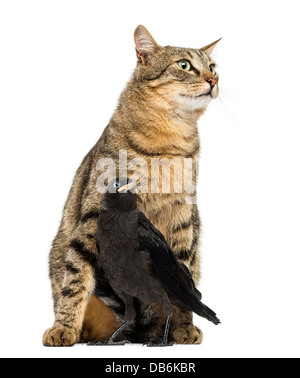 Western Dohle, Corvus Monedula und Katze auf der Suche in die gleiche Richtung auf weißen Hintergrund Stockfoto