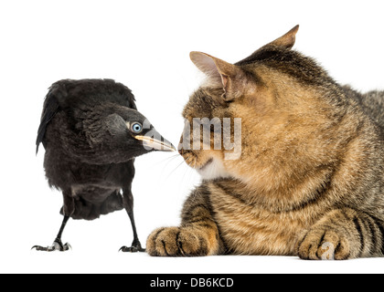 Western Dohle, Corvus Monedula, Blick auf Katze vor weißem Hintergrund Stockfoto