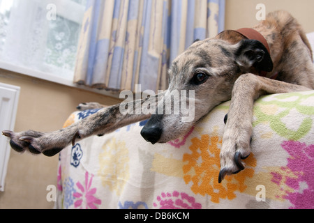 ältere Lurcher Kreuz Hund schlurfte in Stuhl Stockfoto