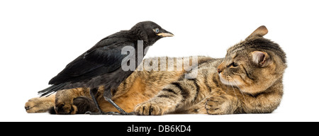 Western Dohle, Corvus Monedula, Blick auf Katze vor weißem Hintergrund Stockfoto