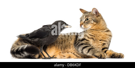 Western Dohle, Corvus Monedula, Blick auf Katze vor weißem Hintergrund Stockfoto