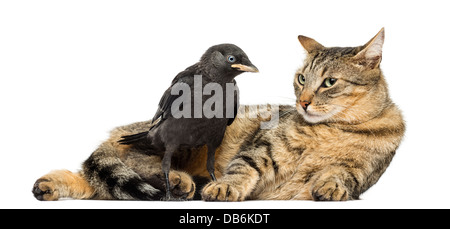 Western Dohle, Corvus Monedula, Blick auf Katze vor weißem Hintergrund Stockfoto