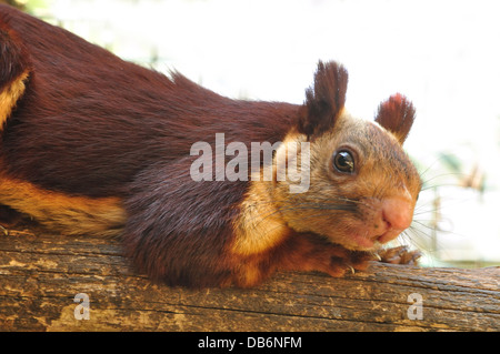 Indische riesiges Eichhörnchen, Malabar riesiges Eichhörnchen Stockfoto