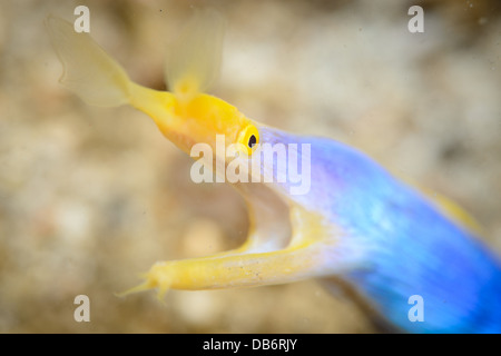 Eine männliche Blue Ribbon Aal aus der Lembeh Strait, Indonesien Rhinomuraena quaesita Stockfoto