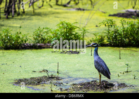 Ein Yellow-Crowned Nachtreiher steht mitten in einem grünen Sumpf in der Nähe von Houston, TX. Stockfoto