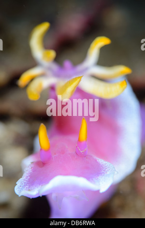 Ein rosa Seeschnecke, Nacktschnecken, Hypselodoris Bulloki genommen in der Lembeh-Strait Stockfoto