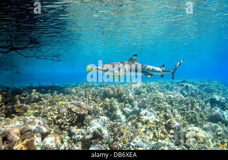 Schwarzspitzen Riffhai, Carcharhinus melanopterus, Schwimmen über flache Korallenriff mit fünf pilotfish Stockfoto