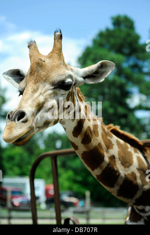 Eine Giraffe mit seinem Kopf beugte sich bereit zum Schutzherren von The Aloha Zoo in Cameron, North Carolina gespeist werden. Stockfoto