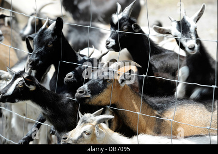 Baby Ziegen warten im Aloha in Cameron, North Carolina Zoo gefüttert werden. Stockfoto