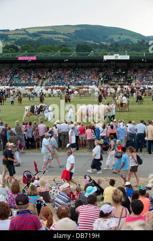 Llanelwedd (Nr. Builth Wells), Wales, Vereinigtes Königreich. 24. Juli 2013. Preisgekrönte Lager Parade im Ehrenring der Royak Welsh Showground. Bildnachweis: Graham M. Lawrence/Alamy Live-Nachrichten. Stockfoto