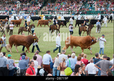 Llanelwedd (Nr. Builth Wells), Wales, Vereinigtes Königreich. 24. Juli 2013. Preisgekrönte Lager Parade im Ehrenring der Royak Welsh Showground. Bildnachweis: Graham M. Lawrence/Alamy Live-Nachrichten. Stockfoto