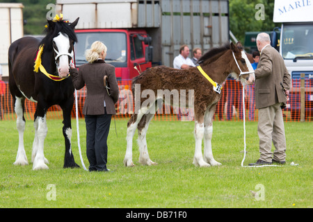 Pferdeshow in Bury & Bezirk Agricultural beurteilt wird in den ring Stockfoto