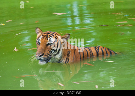 Tiger schwimmen in freier Wildbahn Stockfoto