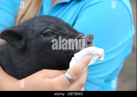 Junge Frau, die Handhabung einer Miniatur vietnamesischen Pot Bellied Schwein auf Frühling Scheune Hof in Lewes. Das Schwein hat Heuschnupfen Stockfoto