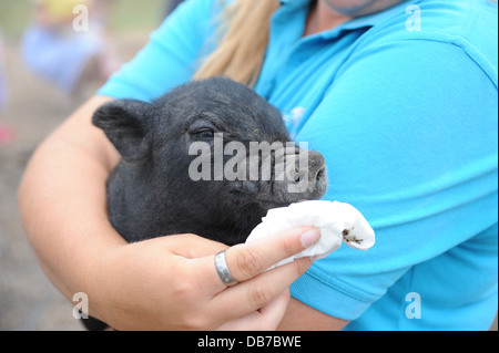 Junge Frau, die Handhabung einer Miniatur vietnamesischen Pot Bellied Schwein auf Frühling Scheune Hof in Lewes. Das Schwein hat Heuschnupfen Stockfoto