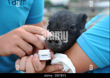 Junge Frau, die Handhabung einer Miniatur vietnamesischen Pot Bellied Schwein auf Frühling Scheune Hof in Lewes. Das Schwein hat Heuschnupfen Stockfoto