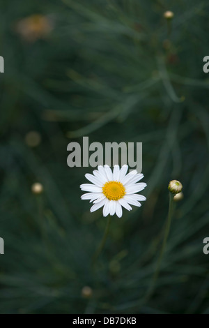 Argyranthemum grazile "Chelsea Girl". Marguerite Blume Stockfoto