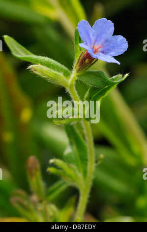 Lila Gromwell - Lithospermum Purpurocaeruleum kleine blaue Wildblumen Stockfoto