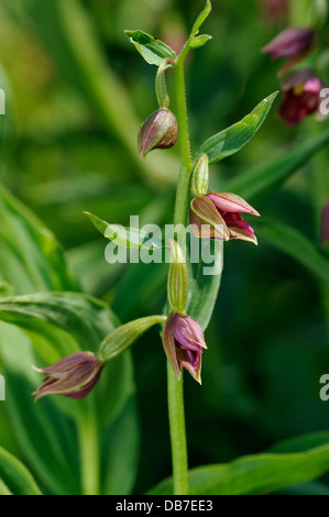 Royleana Epipactis Helleborine Orchidee aus Asien Stockfoto