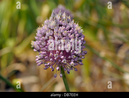 Wilder Lauch - Allium Ampeloprasum ampeloprasum Stockfoto