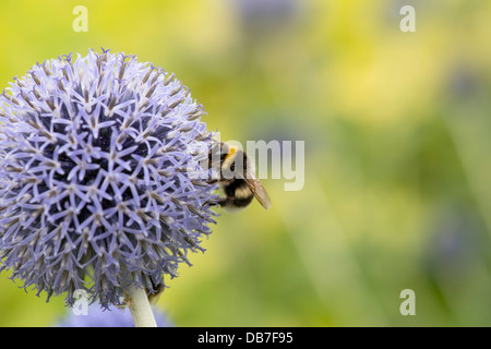 Hummel auf einer Echinops Bannaticus Taplow Blue flower Stockfoto