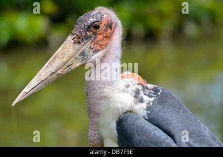 Profil Porträt Marabou Storch (Leptoptilos Crumeniferus) Stockfoto