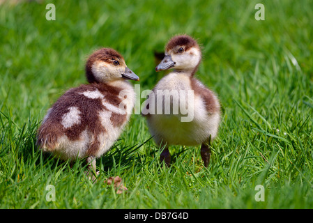 Closeup zwei Küken von ägyptischen Gänse (Alopochen Aegyptiacus) auf dem Rasen Stockfoto