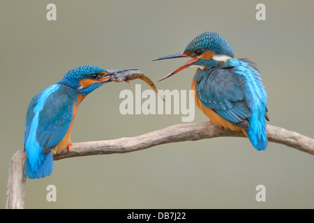 Eisvögel (Alcedo Atthis), Männlich, vorbei an kleinen Fische an weiblichen, Balz Fütterung Stockfoto
