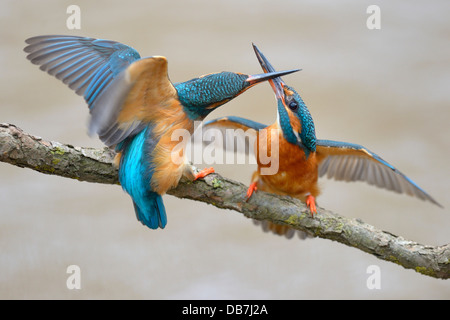 Eisvögel (Alcedo Atthis), legen Sie zwei Weibchen kämpfen über Zucht Stockfoto