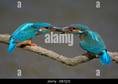 Eisvögel (Alcedo Atthis), Männlich, vorbei an kleinen Fische an weiblichen, Balz Fütterung Stockfoto