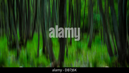 Wald, abstrakt, Bewegungsunschärfe Stockfoto