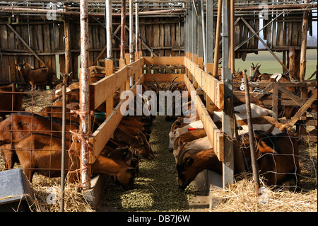 Milchziegen Feeeding in einer Scheune auf einem Bio-Bauernhof Stockfoto