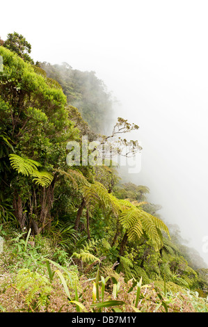 Baumfarne (Cyatheales) im Nebel, am steilen Hang der Schlucht von Le Trou de Fer Stockfoto