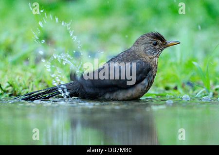 Junge Amsel (Turdus Merula) in einer Pfütze Baden Stockfoto