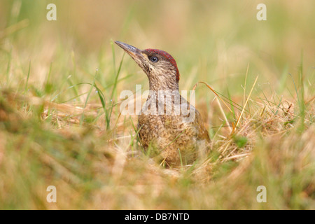 Grünspecht (Picus Viridis), juvenile Gras sitzen Stockfoto